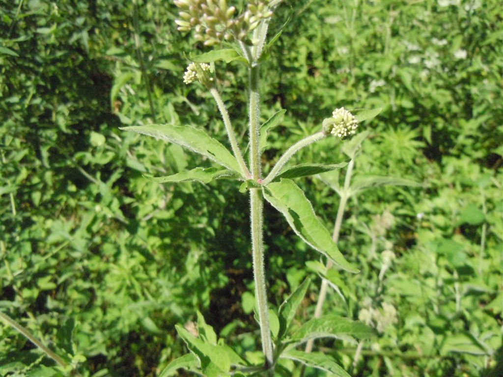 Eupatorium cannabinum